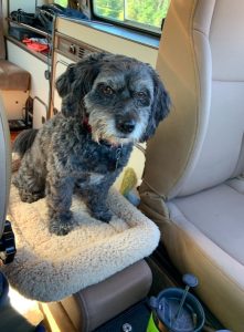 not safe enough for the dog