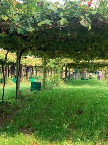 grape pickers on the Spiritual Variant